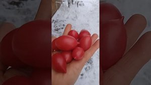 томат Малиновое пламя.