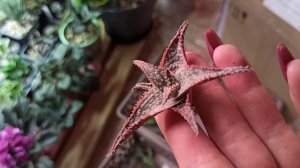 Распаковка посылки с суккулентами от Art-succulents