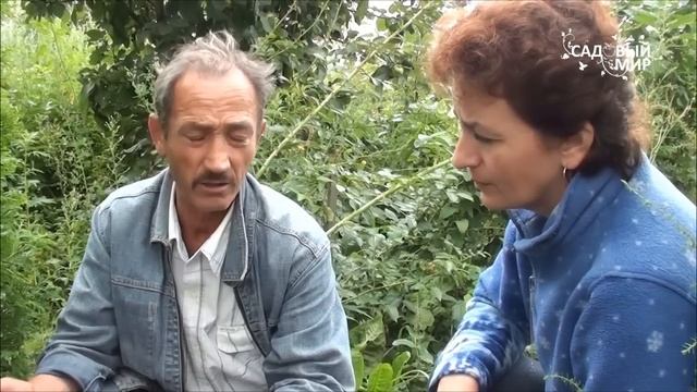 Брусника на 6 сотках. Сайт 