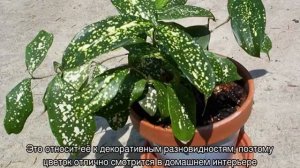 Драцена — виды и популярные сорта