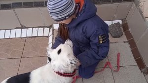 полу удавка для собаки