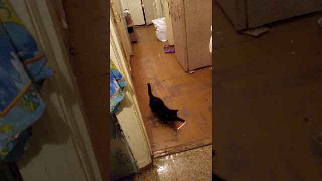 Прикол с котом и лазерной указкой смотреть онлайн