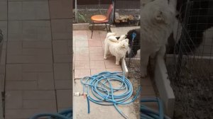 Продаются щенки чау чау смуф(2)