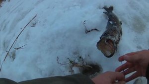 Щука на поставушки в глухозимье, отличный клев.