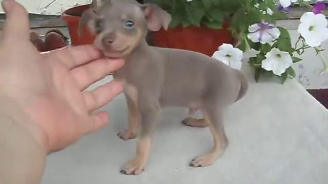 Русские тои для Вас! смотреть онлайн