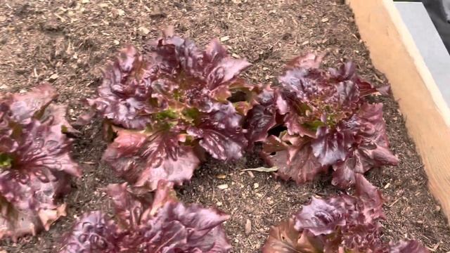 ЧТО СДЕЛАЛА В ОГОРОДЕ. СЛИЗНИ АТАКУЮТ смотреть онлайн