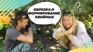 Хвойные | Обрезка хвойных деревьев | Формирование хвойных | Хвойная композиция | Ландшафтный дизайн