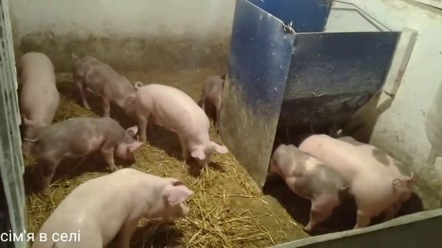 Намолотили 20 тон кукурузы. Хватит на три года откорма. Сім'я в селі. смотреть онлайн