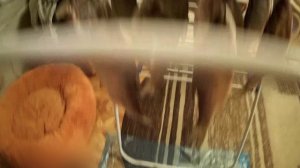 Солим и вялим белорыбицу. Продолжение