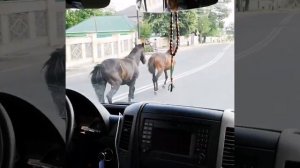 Horses in Gabala / Габалинские кони
