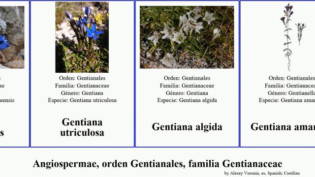Angiospermae, orden Gentianales, familia Gentianaceae frasera las planta occidentalis decora смотреть онлайн