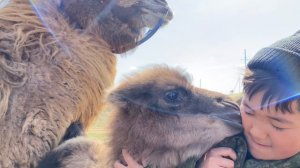 Верблюжонок