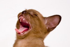 Эти забавные котята