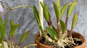 Обзор цветения орхидеи laelia reginae .  Уход .