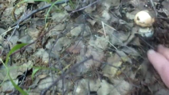 Конаковский Мох 20.06.2015-3 смотреть онлайн