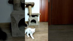 Первая встреча кошки и котенка. Часть 2. Шорты.
