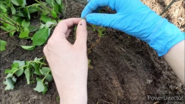 Высадка рассады лаванды в открытый грунт