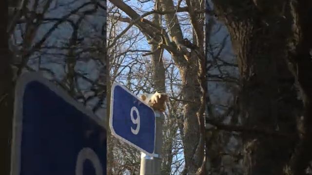 Дорожный знак- череп смотреть онлайн