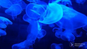 подводный мир медуз, красивая спокойная музыка для отдыха, релакс