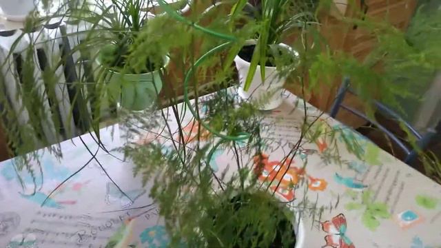 Топ 5 неприхотливых комнатных растений 🌱👌✔️