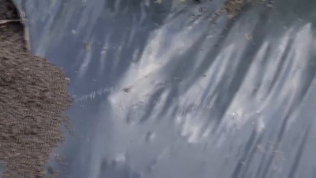 Вредители Сада и Огорода (Клоп Землекоп)