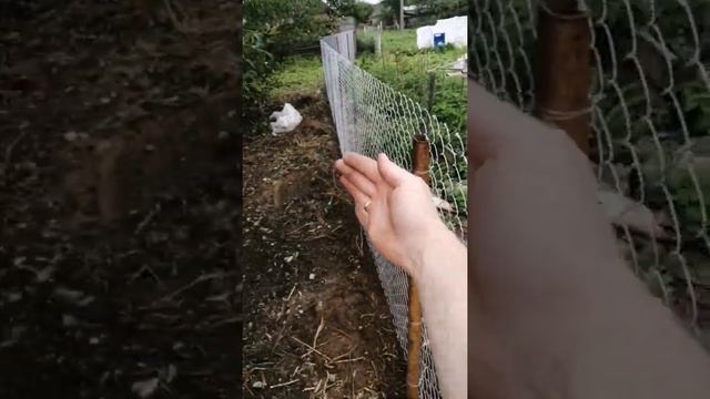 Грядки хольцера порция ошибок 2. Первый грибной урожай.