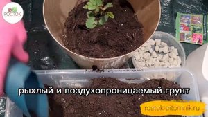 Роза в кашпо ?