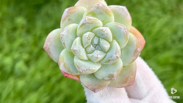 Echeveria Ice Green смотреть онлайн