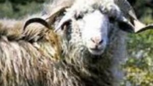 Разведение овец Тушинской породы как бизнес идея | Овцеводство | Тушинские овцы