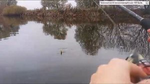 Пойман самый большой окунь в мире! ТОП 5 самых больших когда либо пойманных окуней во всём мире.