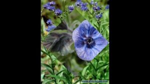 ЦИНОГЛОССУМ,  или ЧЕРНОКОРЕНЬ  (CYNOGLOSSUM)  сем. Бурачниковые