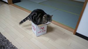 Как залезть в маленькую коробку, если ты толстый кот?