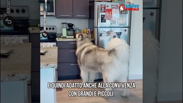 Pesa 70Kg Ma Gioca E Si Comporta Ancora Come Se Fosse Un Cucciolo