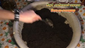 Красные листья томатов,плохо  всей рассаде!