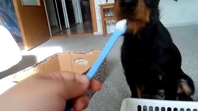 Боня давай ещё почистим зубки??!! смотреть онлайн