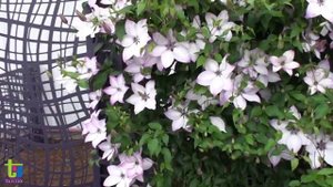 Clematis florida Fond Memories® by Pépinières Travers