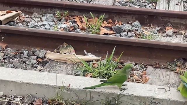 Зеленые попугаи в Буэнос - Айресе #argentina #buenosaires смотреть онлайн