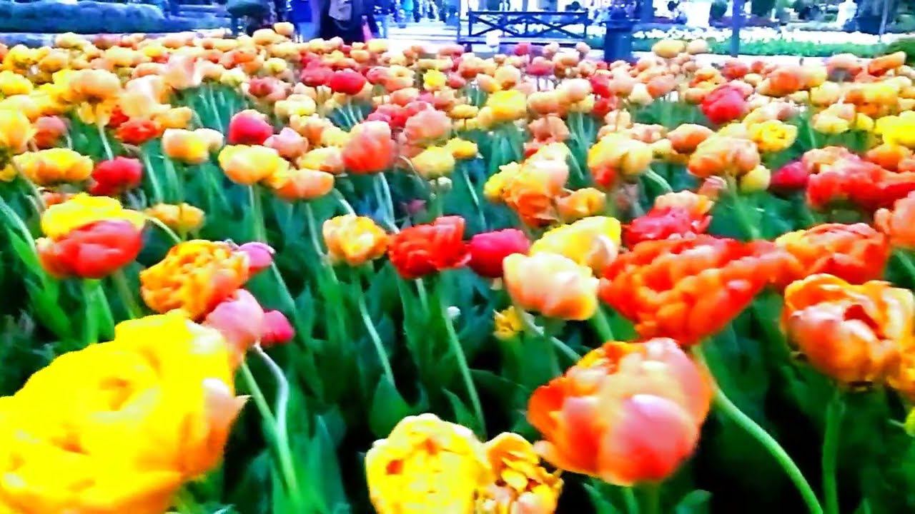 Карнавал тюльпанов!!! Парк "Цветник". Пятигорск