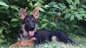 ВЕГАС 2,5 мес