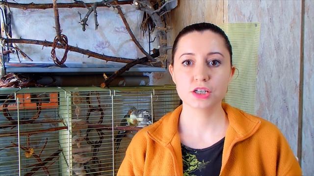 Может ли сепия для попугая иметь ЗАПАХ и не быть БЕЛОЙ. Панцирь каракатицы(сепия) для попугая.