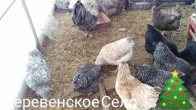 Куры.Соседи сверху задолбали.#ДеревенскоеСело