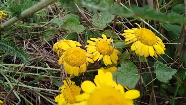 Les anthémis jaune cota tinctoria.. смотреть онлайн
