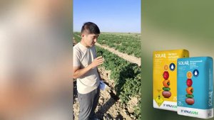 Подкормка помидоров когда и какие удобрения использовать для максимального урожая!