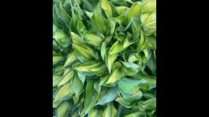 hosta tick tock. Хоста тик ток