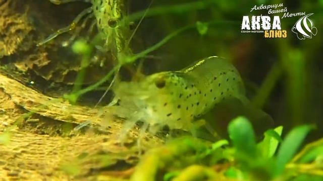 Пресноводные Креветки АМАНО | Caridina multidentata | Amano Shrimp | Caridina japonica смотреть онлайн