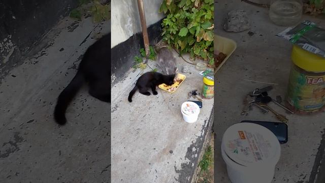 Сыночек ужинает вместе с мамой,а папа - отдельно! смотреть онлайн