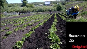 Культивация междурядий на 2х фрезах, Нева мб23