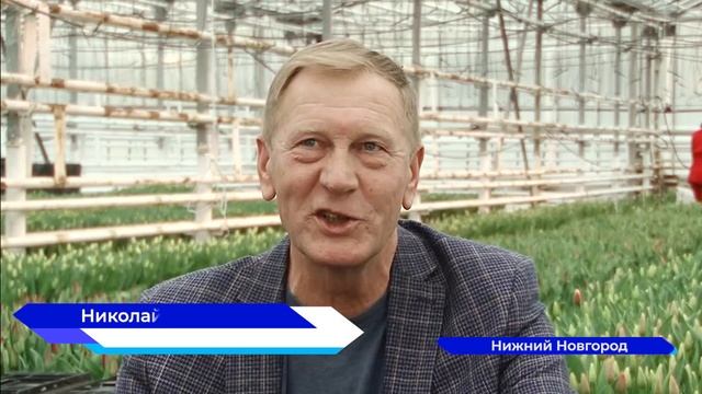 Около 200 тысяч тюльпанов вырастили в Нижегородском агрокомплексе "Горьковский"