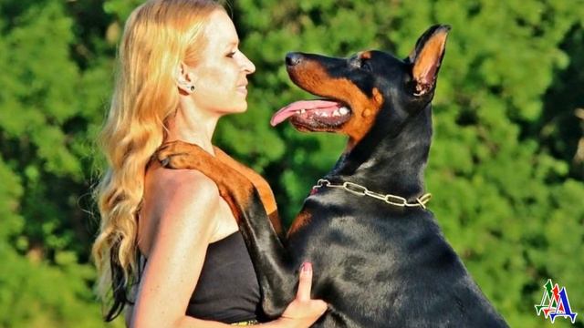 - Это моя собака! – крикнул мужчина. Доберман шагнул и встал между людьми, защищая нового хозяина смотреть онлайн