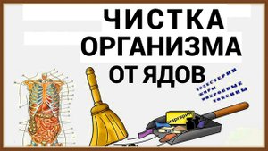 ЧИСТКА ОРГАНИЗМА ОТ ЯДОВ ТОКСИНОВ ШЛАКОВ
